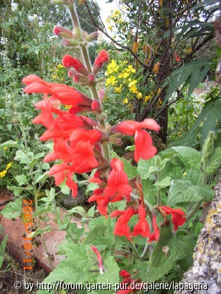 Salvia darcyi