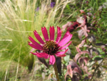 Präriebeet Echinacea tennesseensis