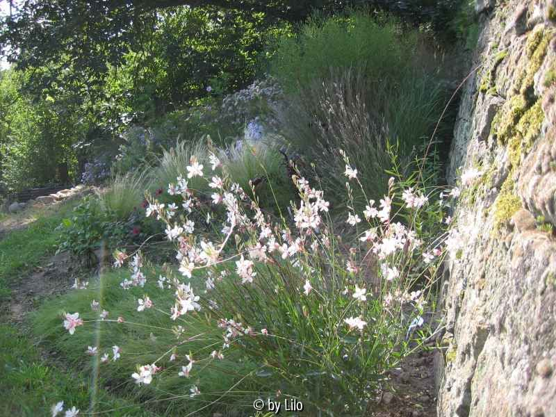 Präriebeet mit Gaura im Vordergrund