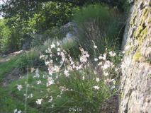Präriebeet mit Gaura im Vordergrund