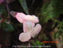 Salvia microphylla Pink Beauty