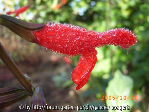 Salvia miniata