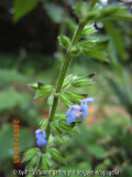 Salvia tilifolia