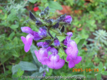S.chamaedryoides hellviolet