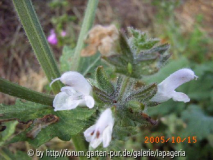 Salvia disermas