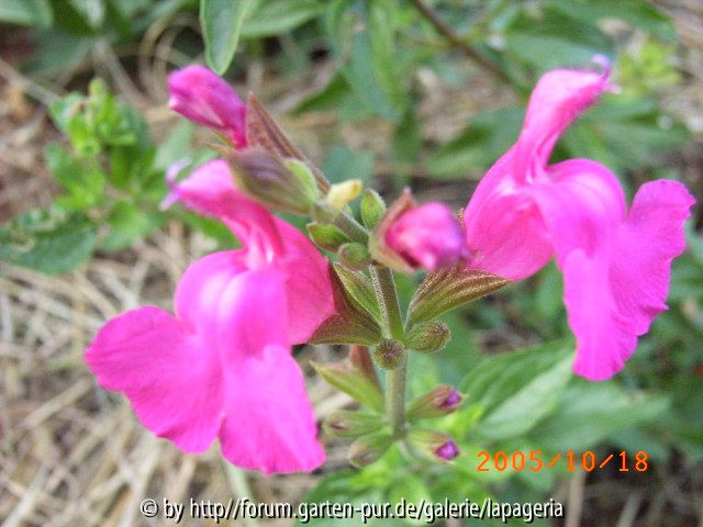 Salvia microphylla Trenance
