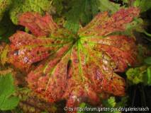 Geranium psilostemon