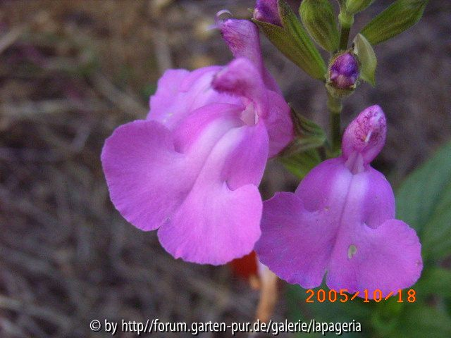 Salvia microphylla Trewithen