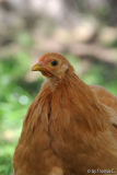 Septembersonnenhühnchen 03