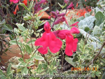 Salvia greggii variegata