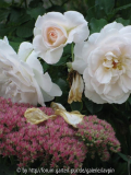 petticoat 10.jpg