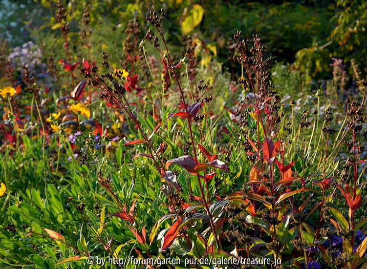 Penstemon digitalis 1