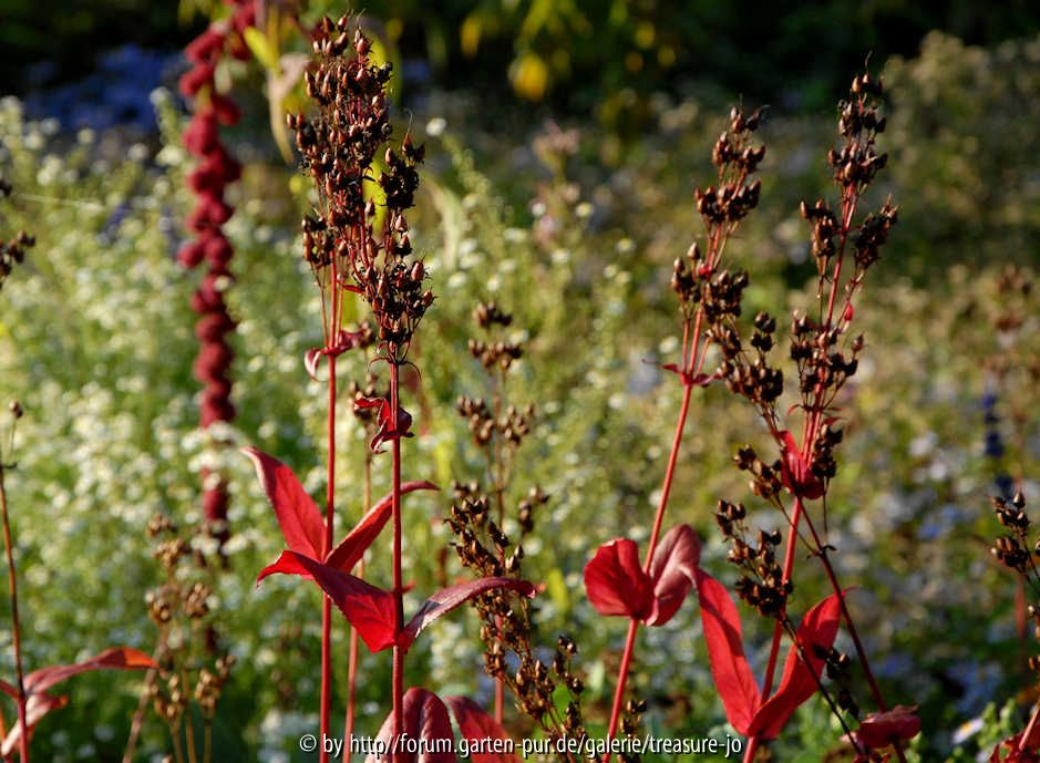 Penstemon digitalis 2