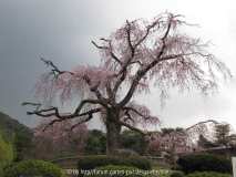 Alter Kirschbaum 100328.jpg