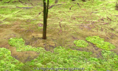 Rioanji Moosgarten.jpg