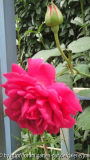 Mme Isaac Pereire