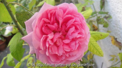 Mme Boll Herbst
