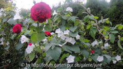 L. D. Braithwite m. Ipomea Milky Way1