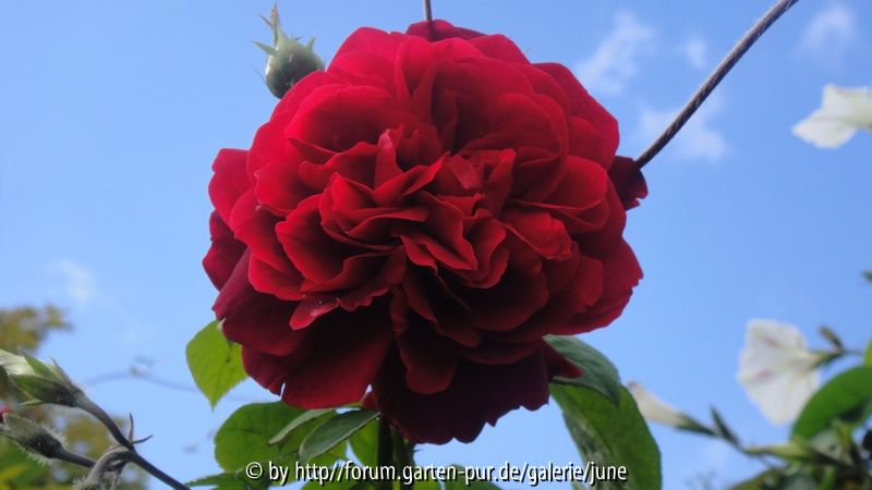 L. D. Braithwite im Herbst 2010