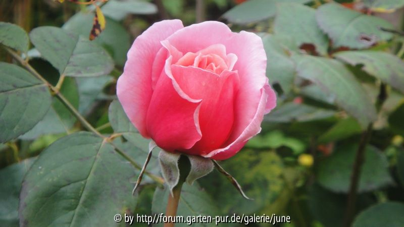 Brother Cadfael im Herbst1