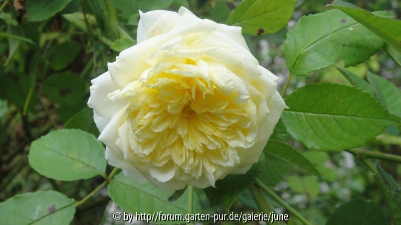The Pilgrim im Herbst3