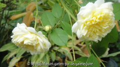 The Pilgrim im Herbst1