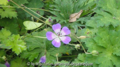 Sweet Heidy, Herbst