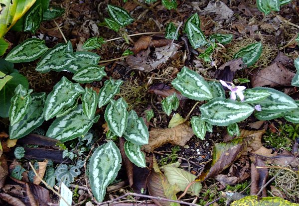 Cyclamen hederifolium 2