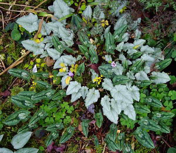 Cyclamen hederifolium 1