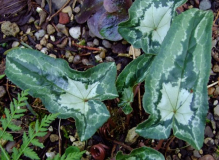 Cyclamen hederifolium