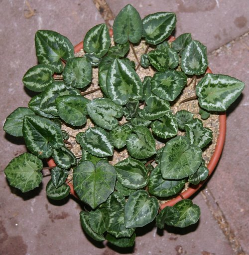 Cyclamen hederifolium 3