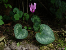 Cyclamen purpurascens.JPG