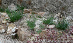 Oncos 09_10.jpg