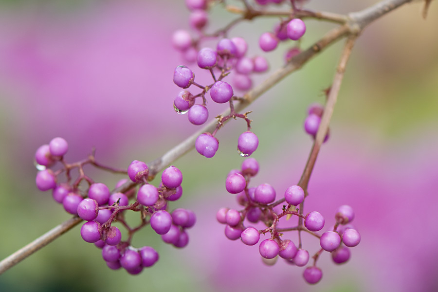 Herbstkitsch-1