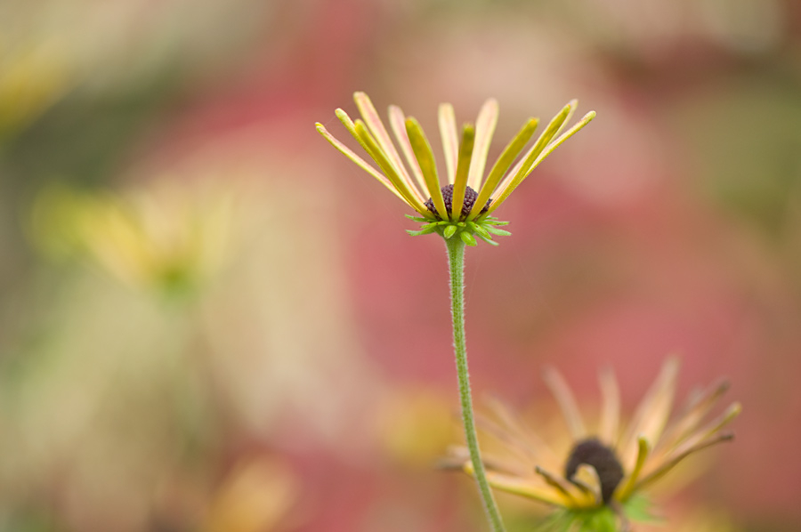 Herbstkitsch-2