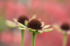 Herbstkitsch-3