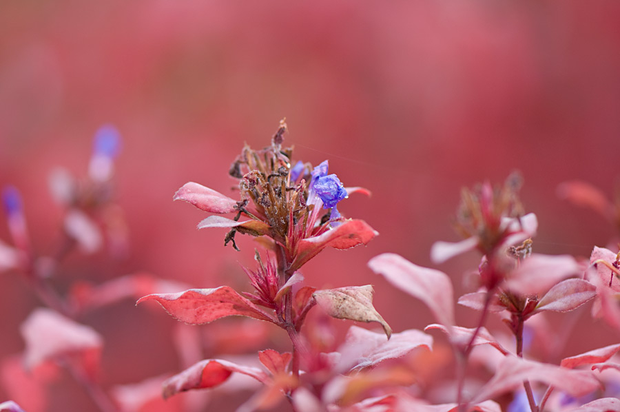 Herbstkitsch-4