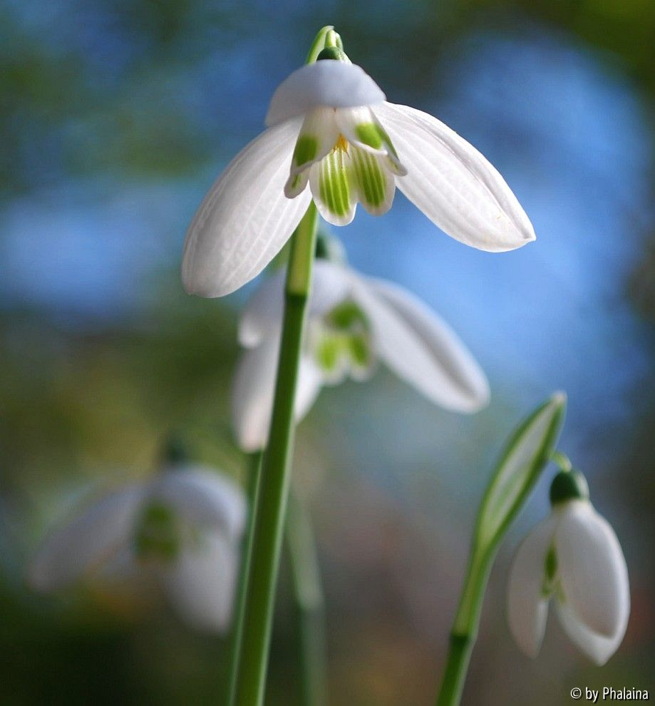 Galanthus corcyrensis