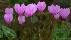 Cyclamen graecum