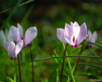 Cyclamen cilicium