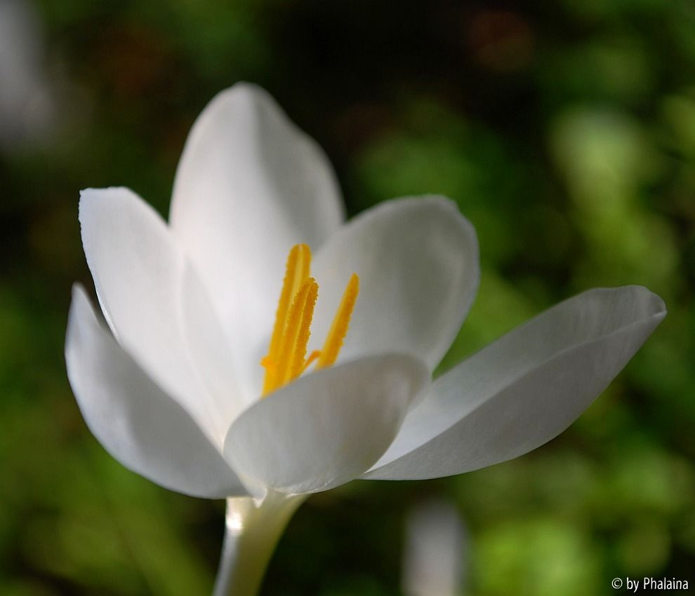 Crocus goulimyi Mani White
