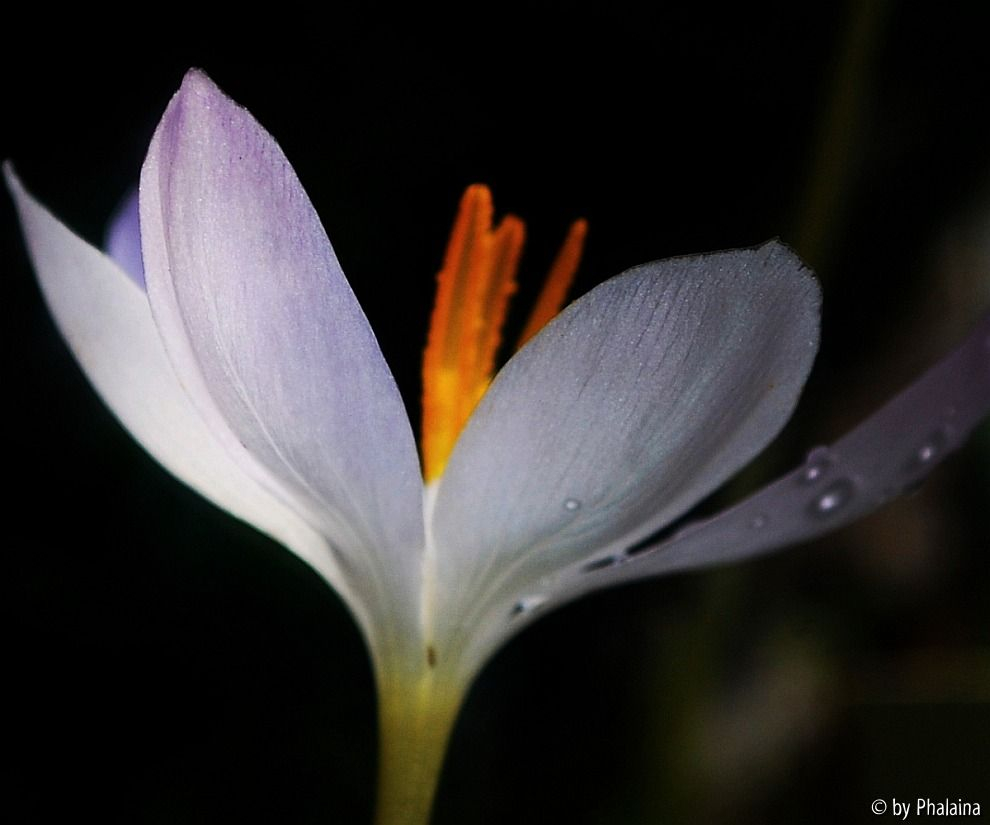 Crocus goulimyi leucantha