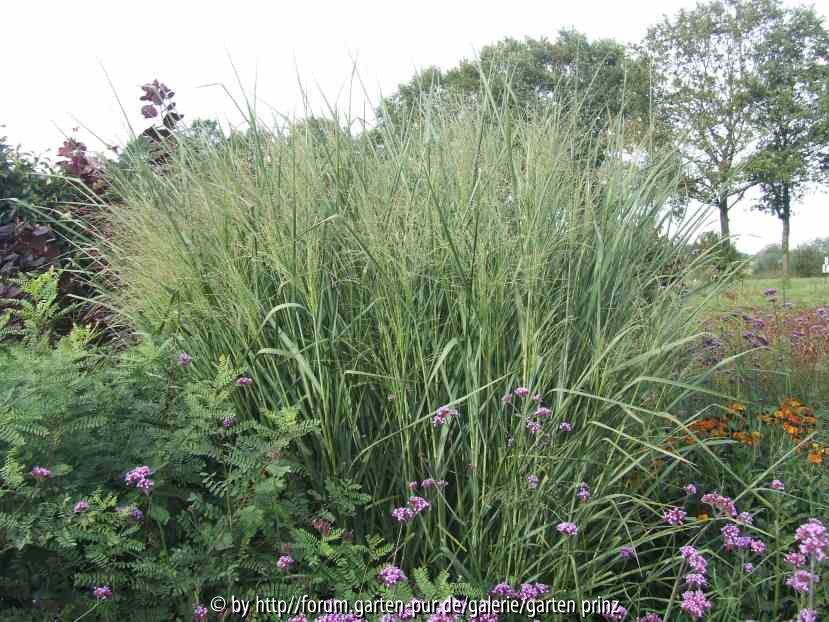 Panicum virgatum Cloud Nine 2010-10