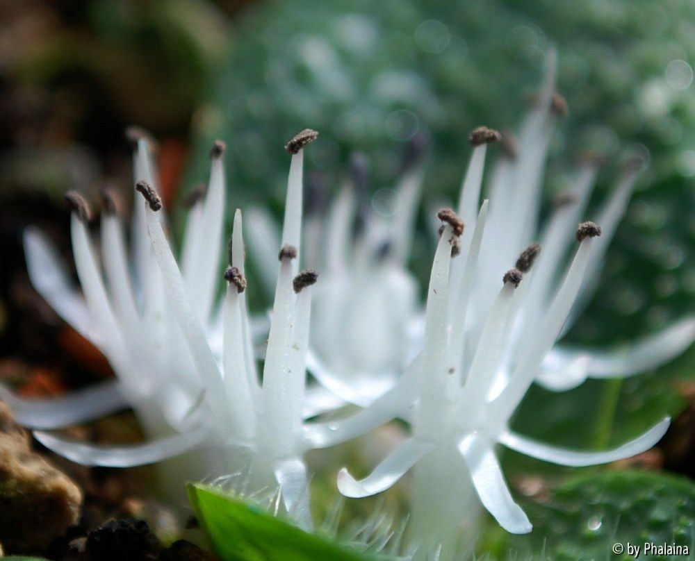 Massonia pygmaea