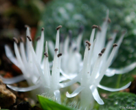 Massonia pygmaea