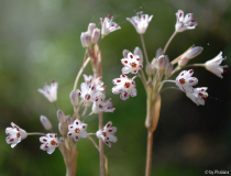 A. callimischon subsp. haemostictum