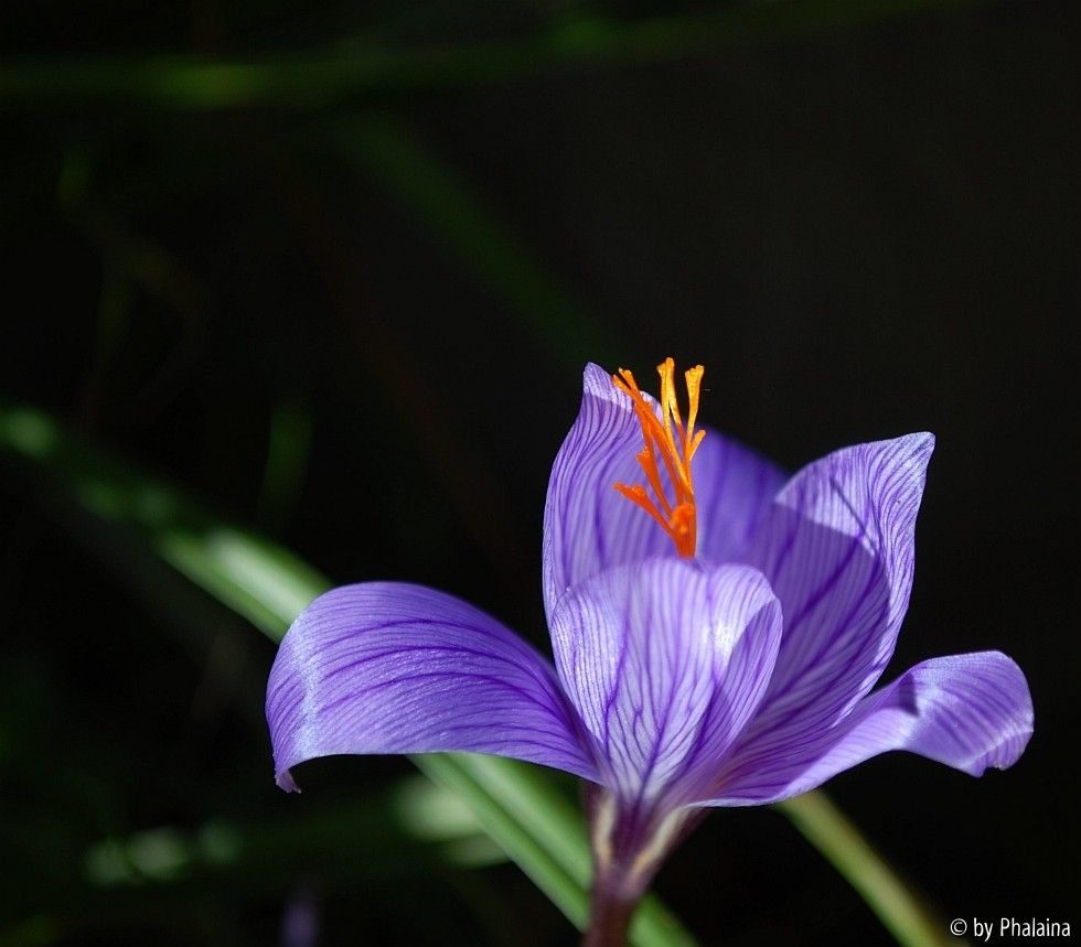 Krokus