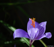 Krokus