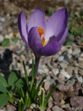 Crocus serotinus clusii _Poseidon_ (1).J