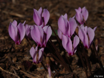 Cyclamen cilicicum (3).JPG